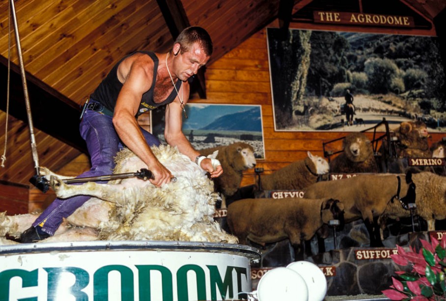Schafschur-Show im Agrodome auf der Rainbow Farm