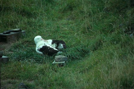 Albatross auf Otago Peninsula