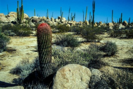 Desierto Central in Baja California