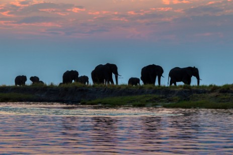 Elefanten bei Sonnenuntergang im Chobe NP in Botswana