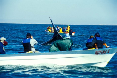 Whale Watching in Laguna San Ignacio in Baja California