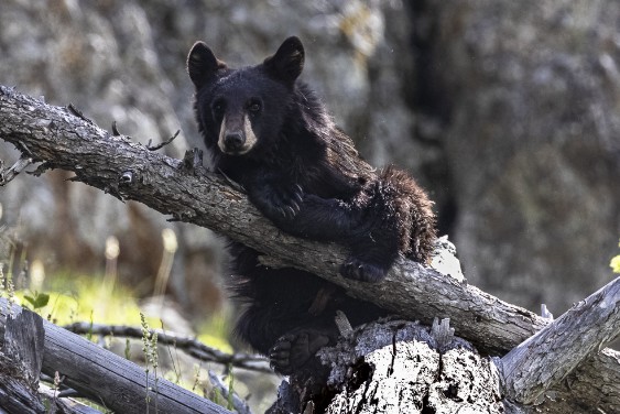 Schwarzbär im Yellowstone NP