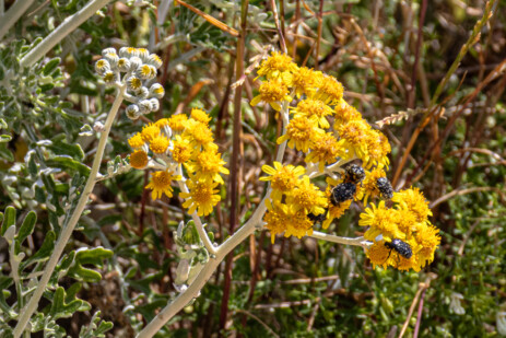 Blumen am Straßenrand am Cap Corse