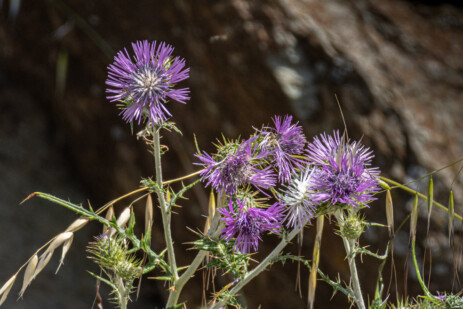 Blumen am Straßenrand am Cap Corse