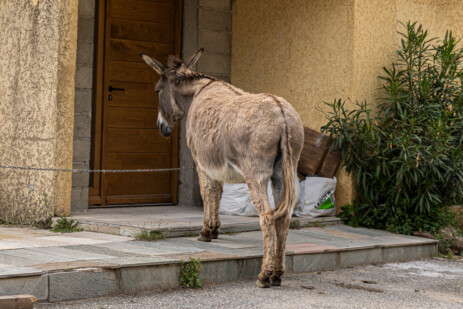 Esel vor Haus im Valle de Asco