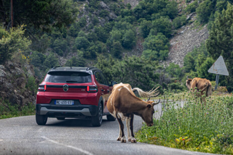 Kühe auf der Straße im Valle de Asco