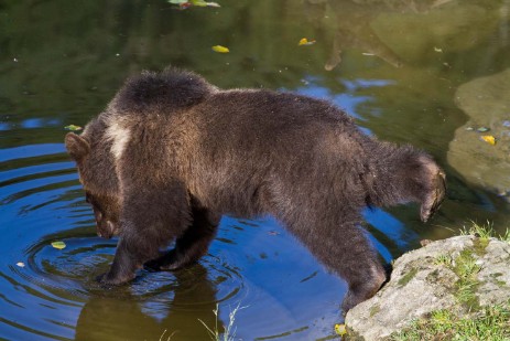 Bär im Tierfreigehege im Nationalpark Bayerischer Wald