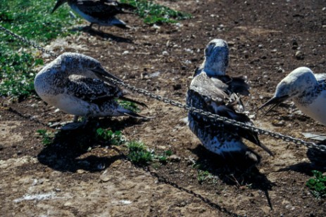 Junge Australtölpel am Cape Kidnappers