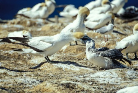 Australtölpelkolonie am Cape Kidnappers