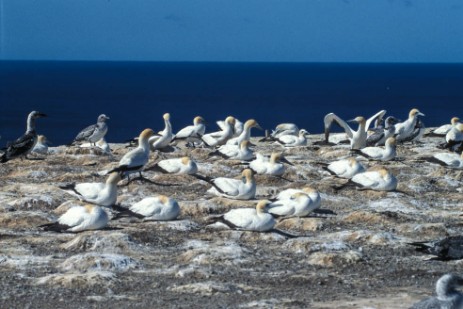 Australtölpelkolonie am Cape Kidnappers