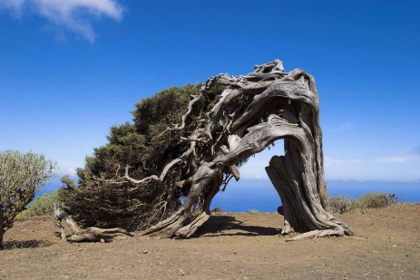 Wacholderbaumhain in El Sabinar auf El Hierro