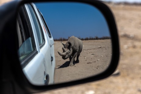 Scheinangriff Rhino in Etosha West