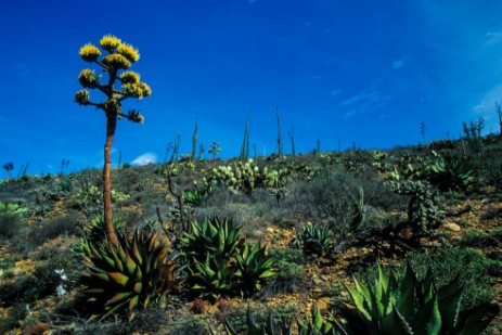 Kakteen in Baja California