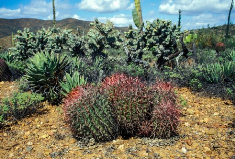 Kakteen in Baja California