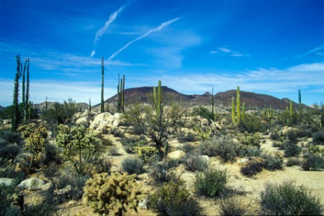 Kakteen und Vulkankegel in Baja California