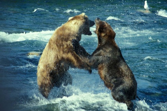 Grizzlys an den Brooks Falls im Katmai Nationalpark in Alaska