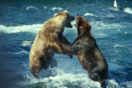 Brooks Fall - Katmai Nationalpark