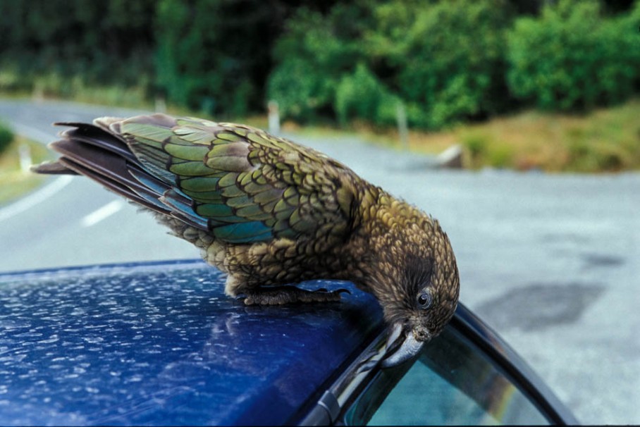 Kea auf Auto