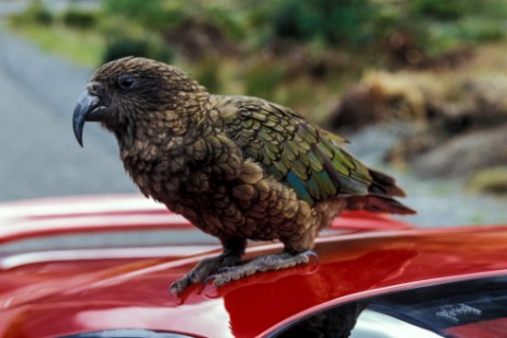 Kea auf Auto