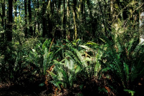 Regenwald am Milford Track