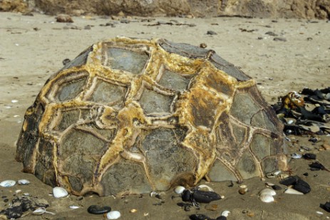 Moeraki Boulders