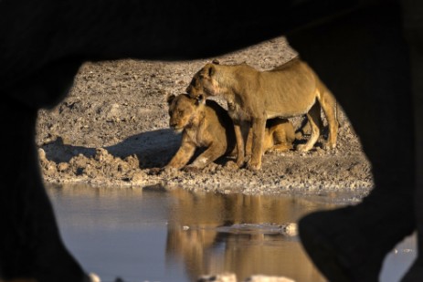 Löwen hinter Elefant am Wasserloch Nebrownii im Etosha NP