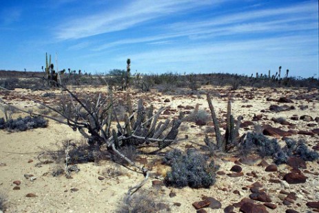 Kakteen an Piste zur Laguna San Ignacio in Baja California