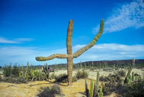 Kakteen an Piste zur Laguna San Ignacio in Baja California