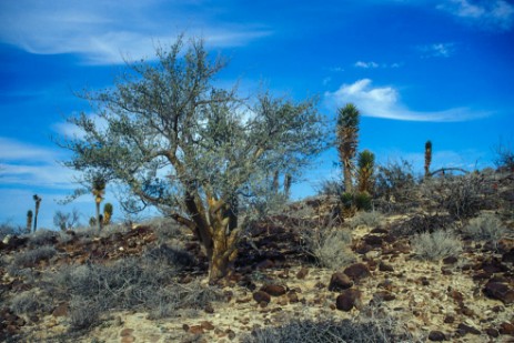 Kakteen in Baja California