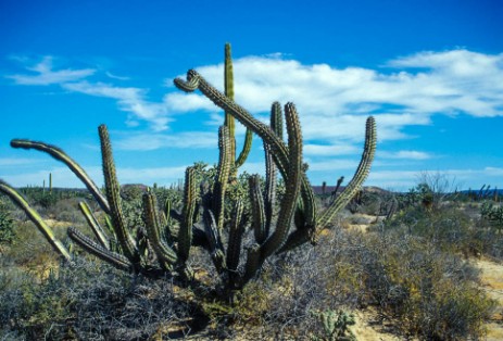 Kakteen in Baja California