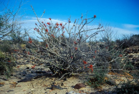 Kakteen in Baja California