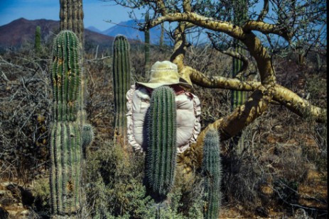 Kakteen in Baja California