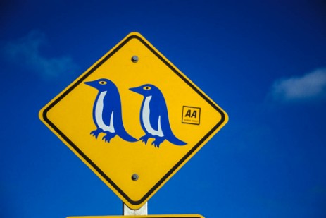 Blue Penguins