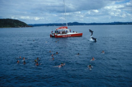 Schwimmen mit Delfinen