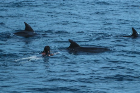 Schwimmen mit Delfinen