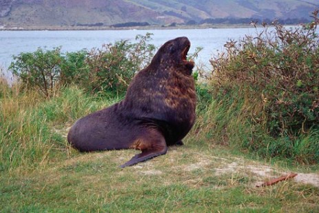 Seebär auf Otago Peninsula