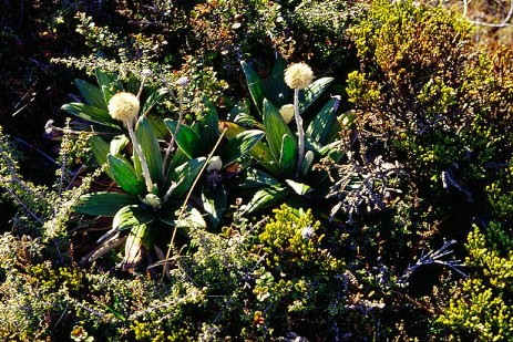 Vegetation im Tongariro NP in Neuseeland