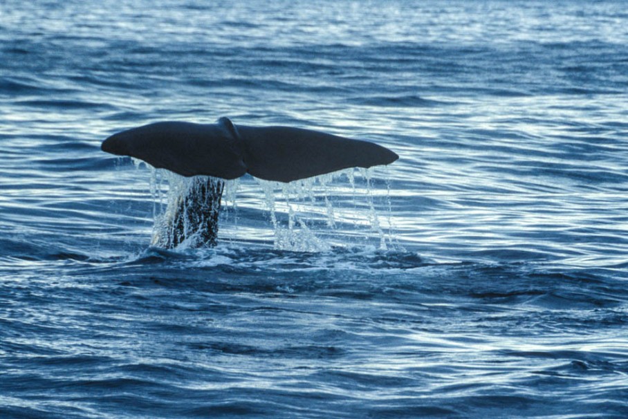 Whale Watching in Neuseeland