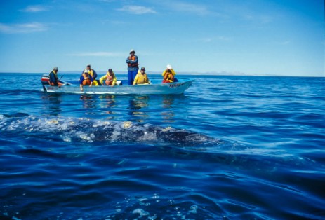 Whale Watching in Baja California