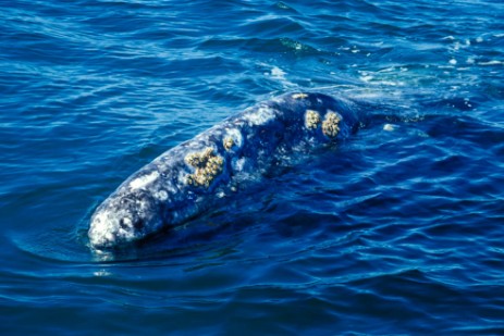 Whale Watching in Laguna San Ignacio in Baja California