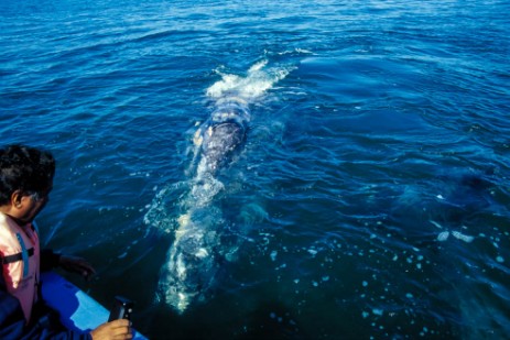 Whale Watching in Laguna San Ignacio in Baja California