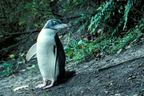 Gelbaugenpinguin bei Oamaru