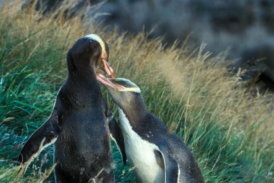 Gelbaugenpinguine  auf Otago Peninsula