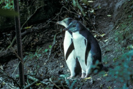 Gelbaugenpinguine bei Oamaru